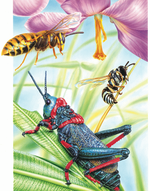 insects